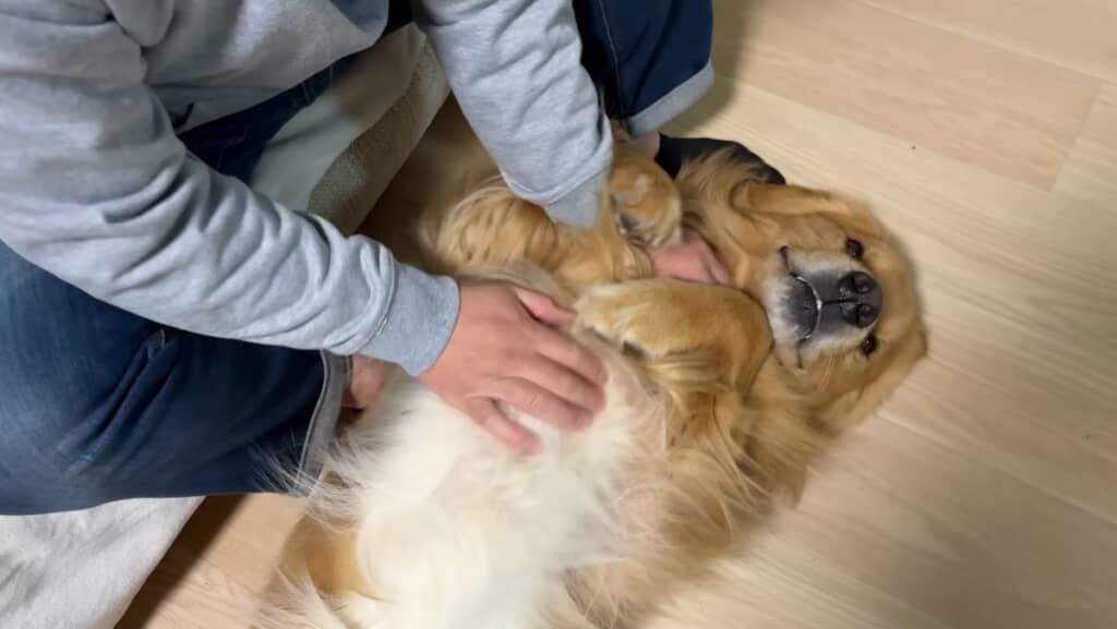 お腹もわしゃわしゃされてご満悦