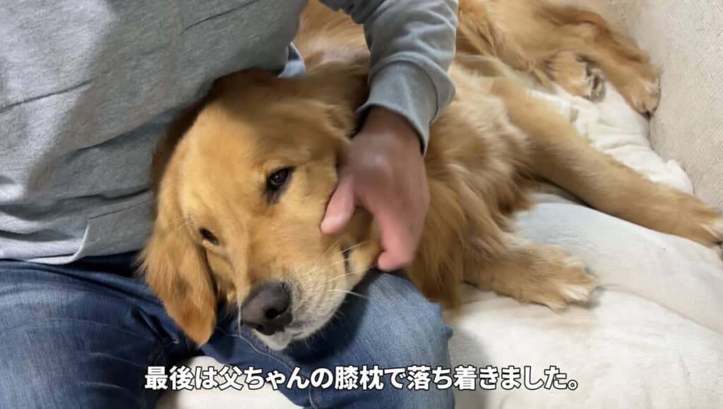 大きな赤ちゃんです