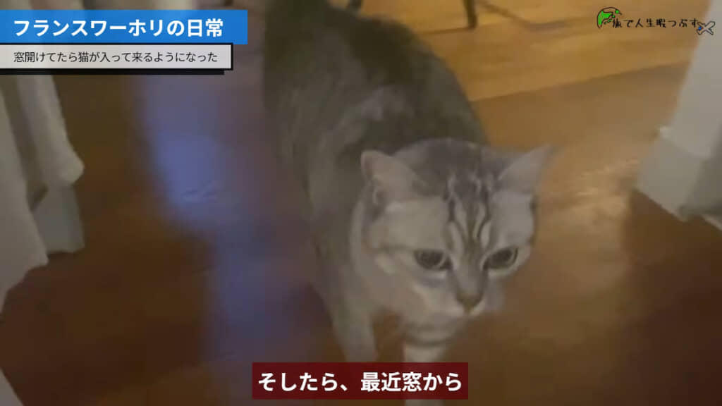 ……猫が入り込むようになった
