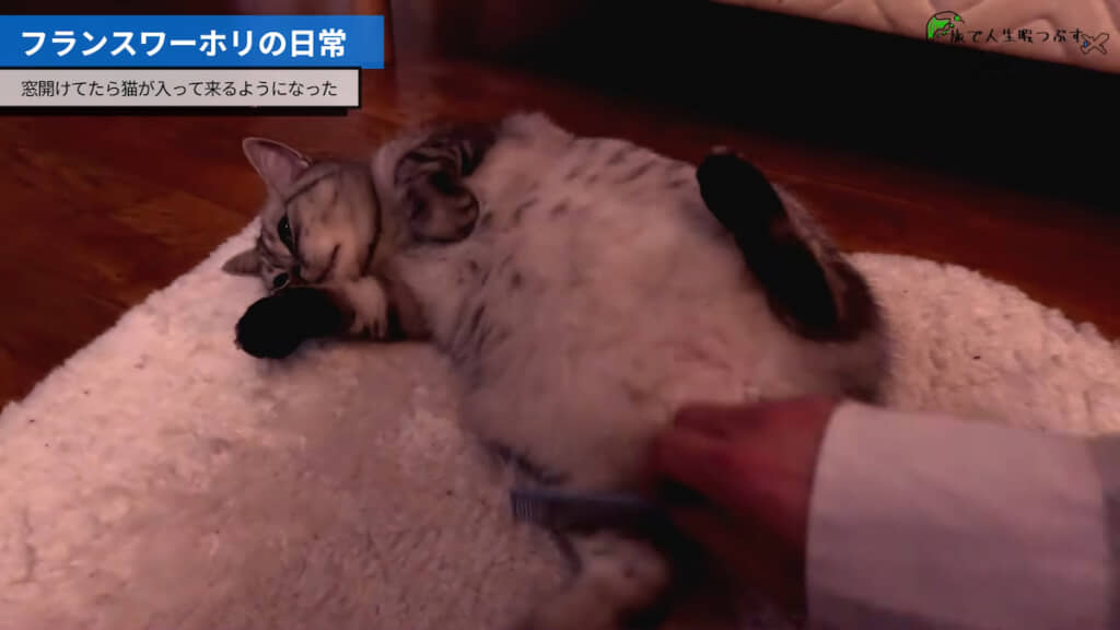 ブラッシングに身を任せるフランスの猫