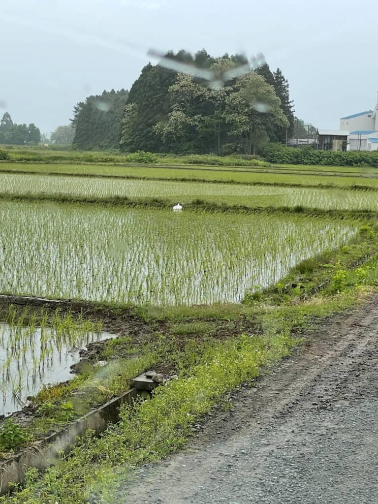 田んぼにたたずむシロサギらしき生き物