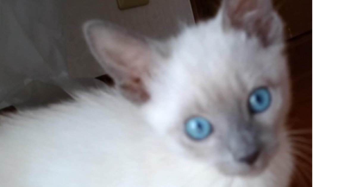 子猫時代、ほぼ白だった愛猫→約8年後…… 「詐欺にあいました」 飼い主仰天の現在に「えっ」「こんな詐欺なら詐欺られたい」(1/2) | 猫 ねとらぼ