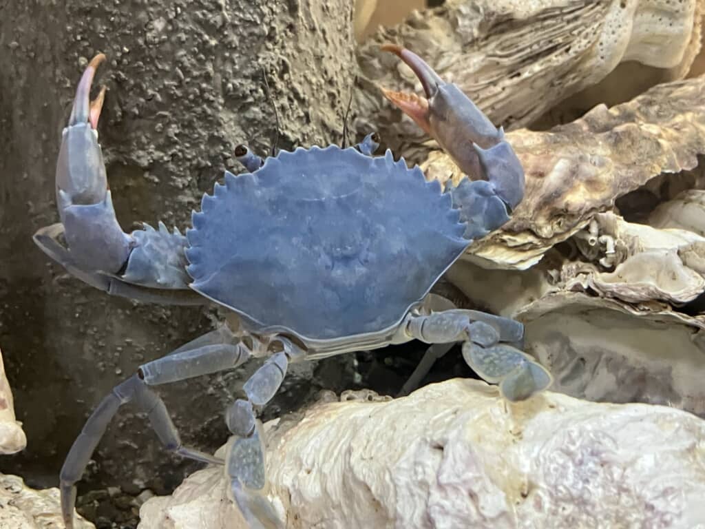 カニにアジをあげた結果