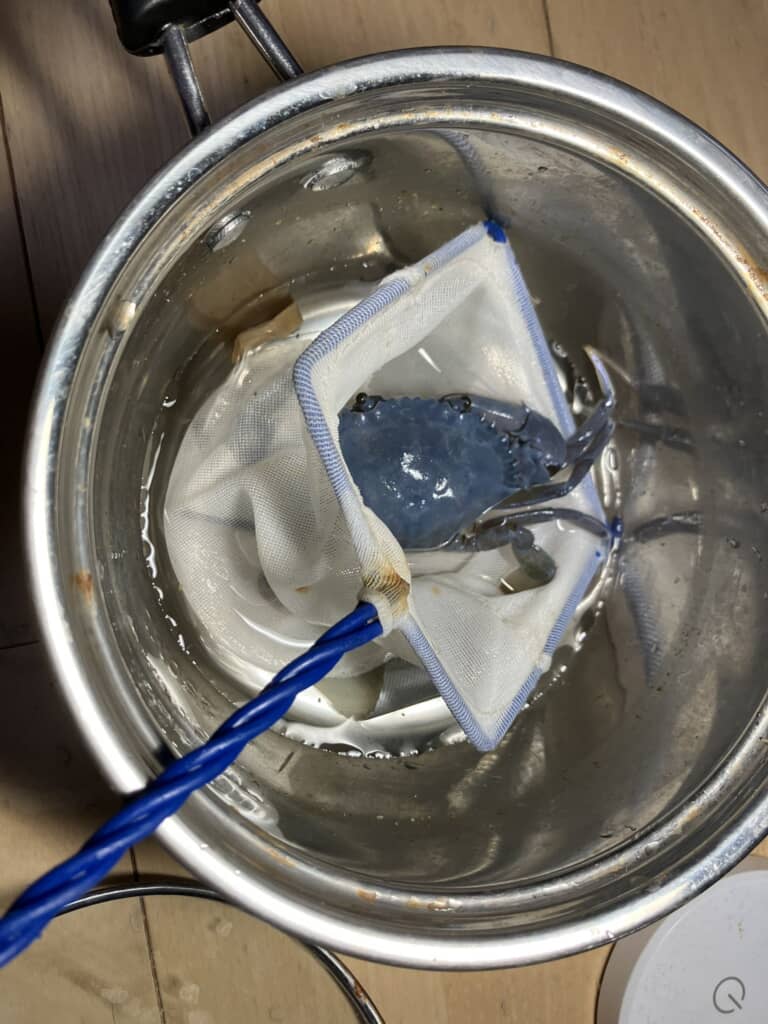 カニにアジをあげた結果