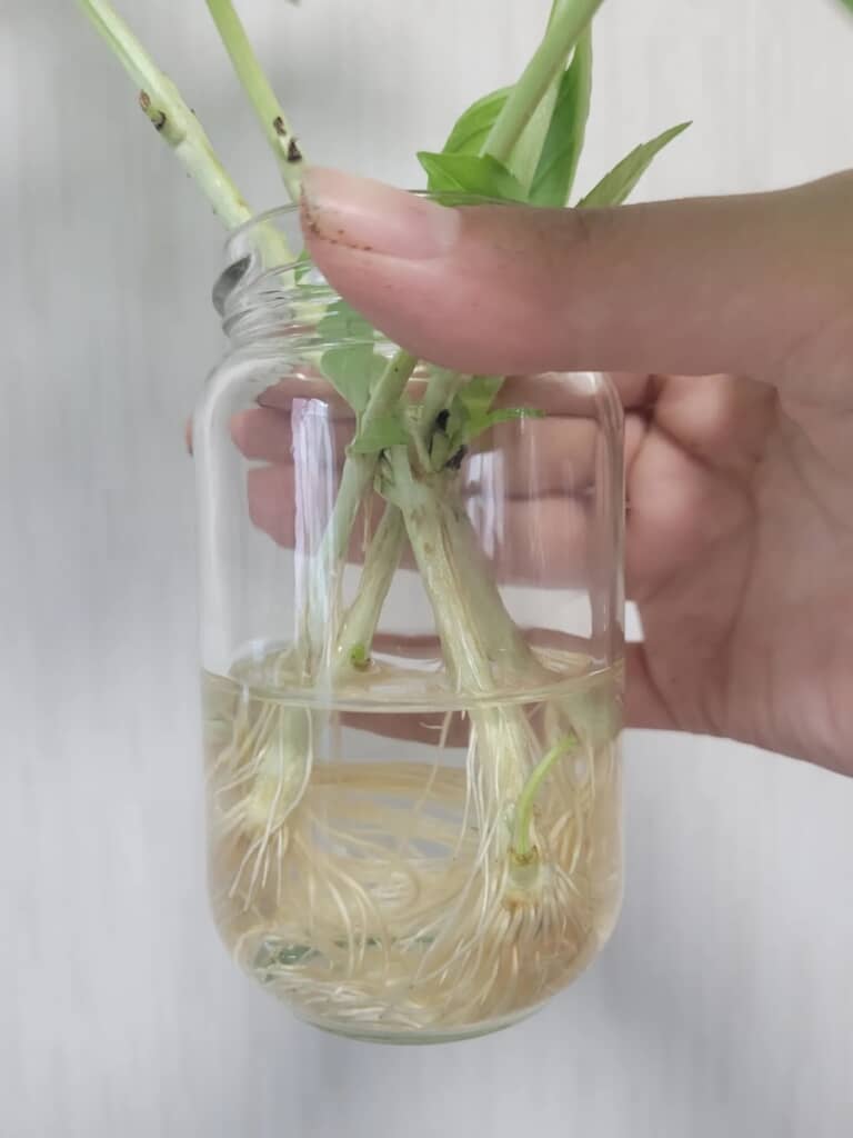 バジルの水耕栽培にチャレンジ
