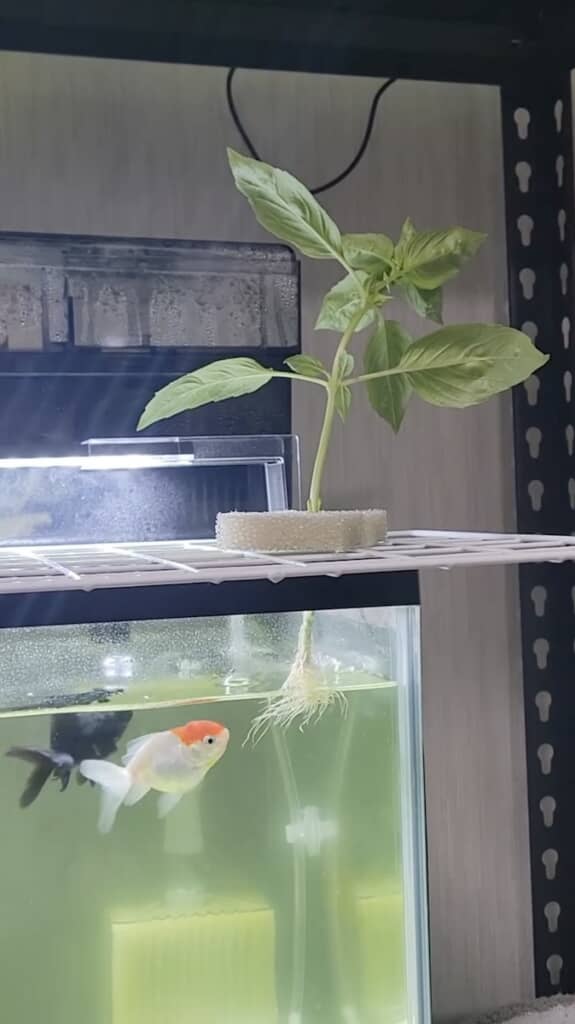 バジルの根っこに興味津々な金魚たち