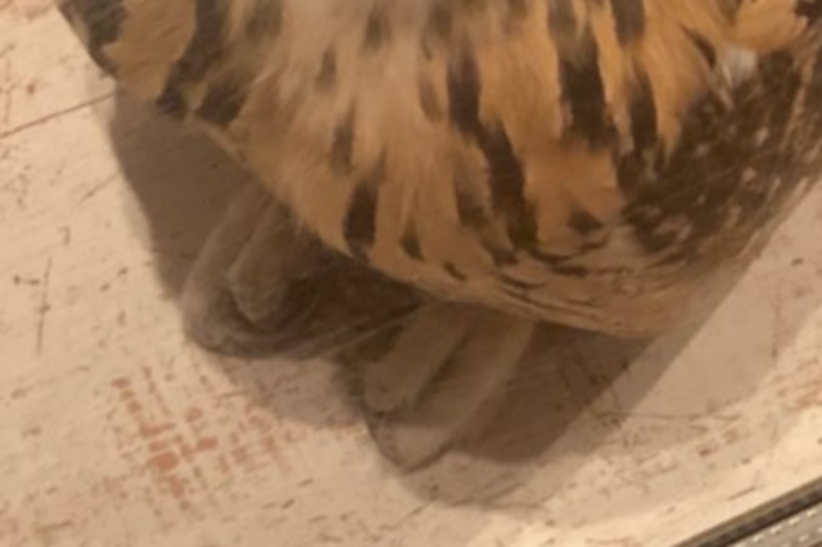 宅配のお兄さんに「変わった猫ですね」と言われたフクロウ→見てみると…… 納得の姿に「これはネコ」「70%くらい猫なのでは?」(1/3) | 小動物 ねとらぼ