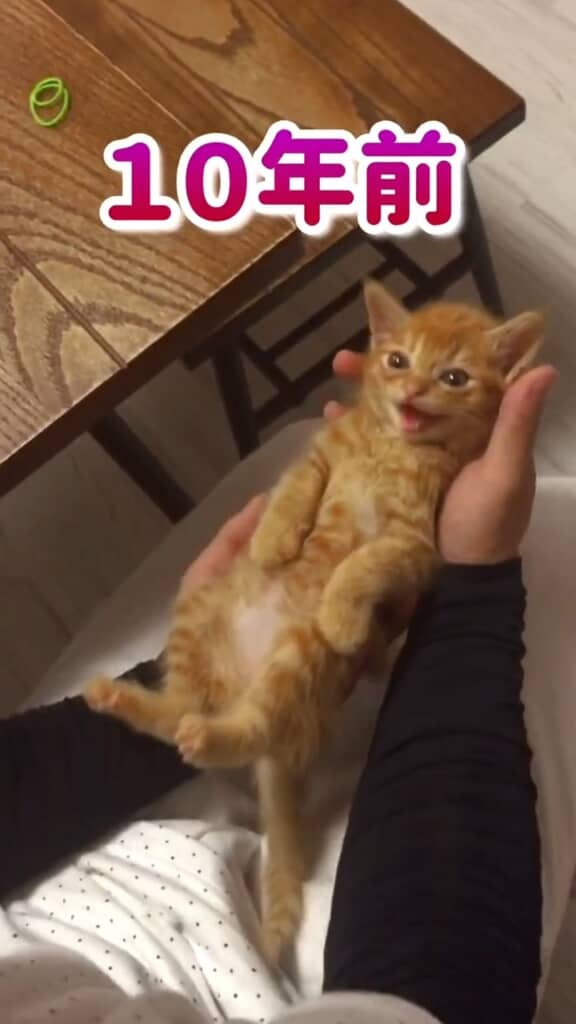 投稿者に保護された頃のミーちゃん