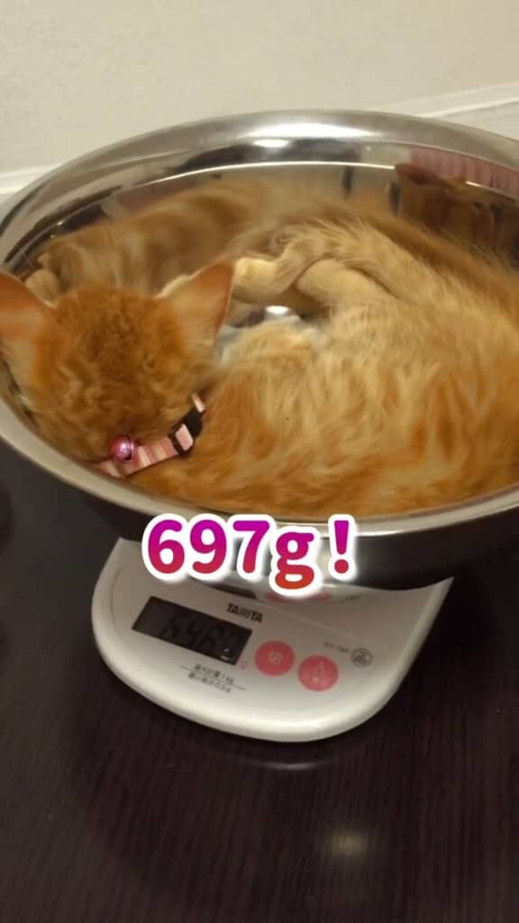 697グラムと、順調に増量していた様子