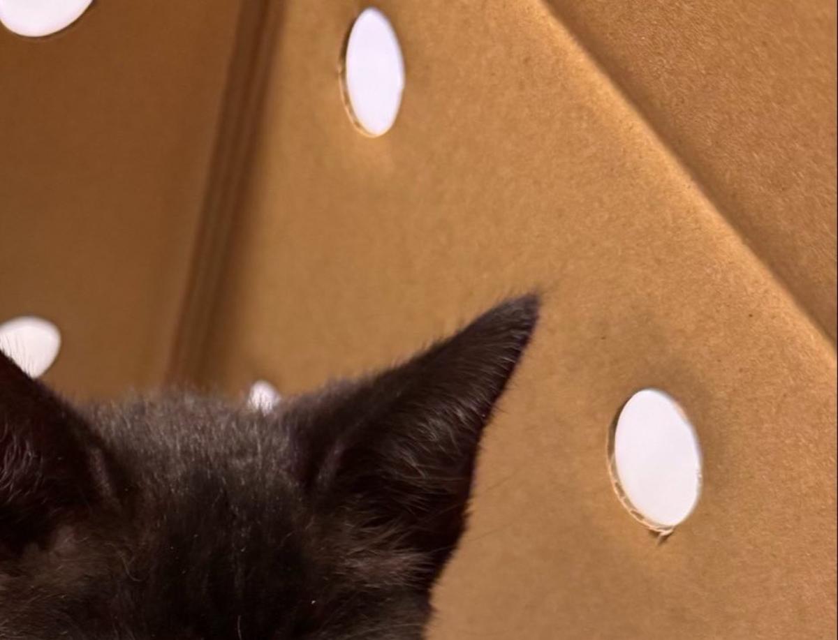 ペットOKの物件で猫を飼う→申請したらなぜかNGで……　予想外の光景に「どんな大家さんでも拒否しますわw」「さすがに二度見する」（1/3） | 猫 ねとらぼ