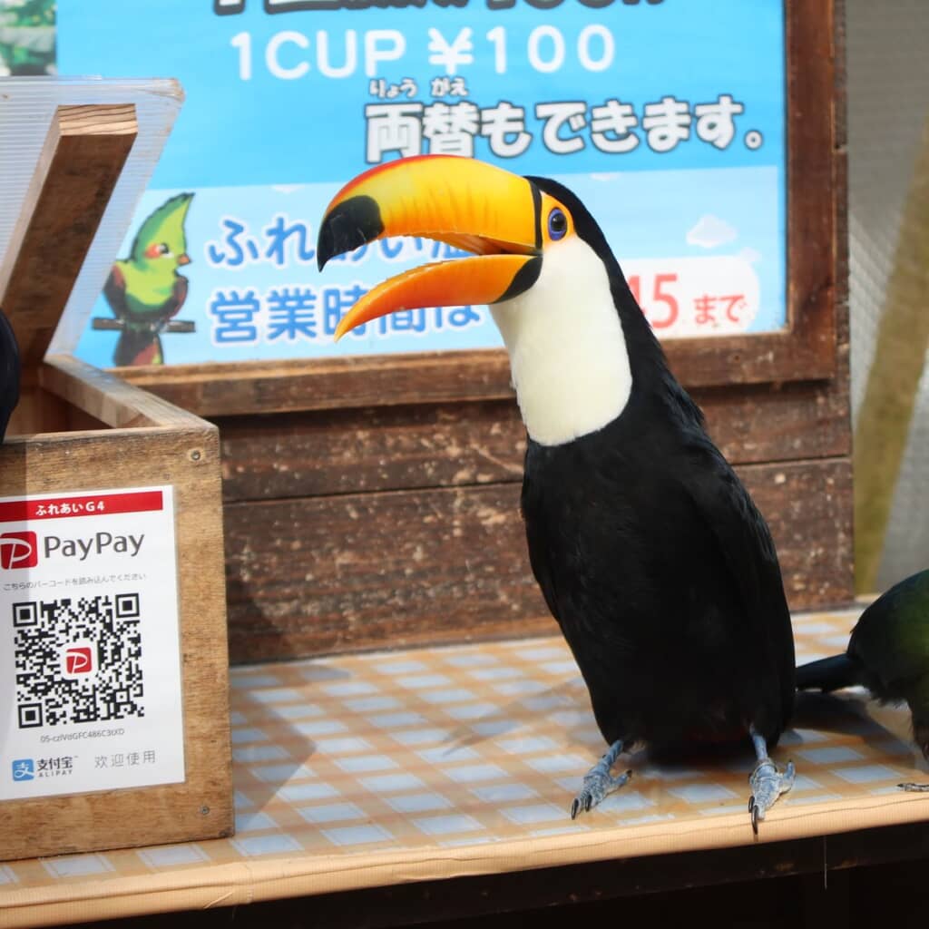 ウキウキした気持ちが全面に出ているオニオオハシさん