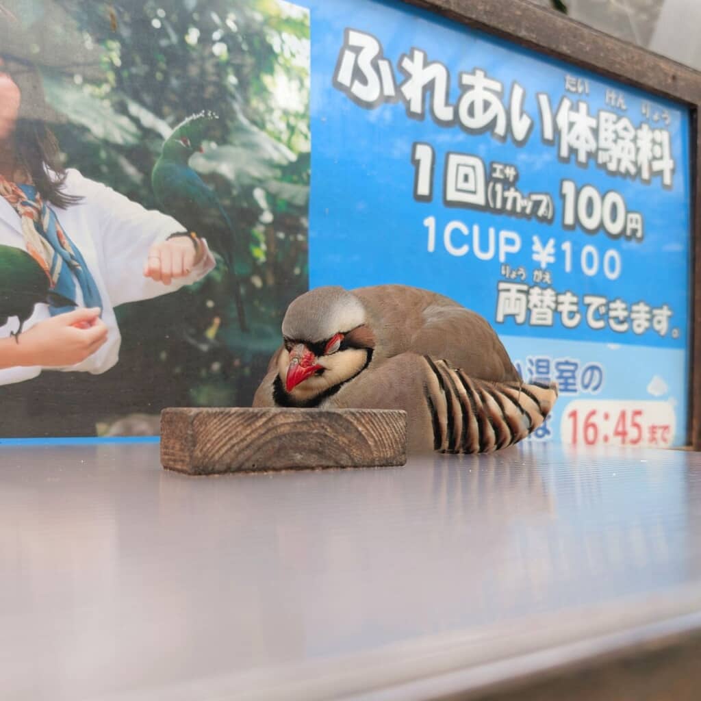 エサ売り場の蓋の上で寝てしまったイワシャコさん
