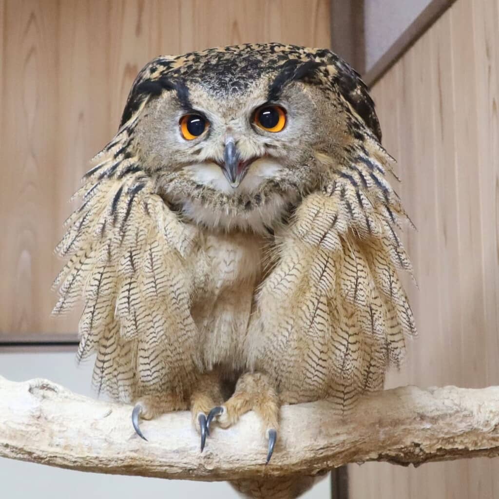 もふもふなユーラシアワシミミズクさん
