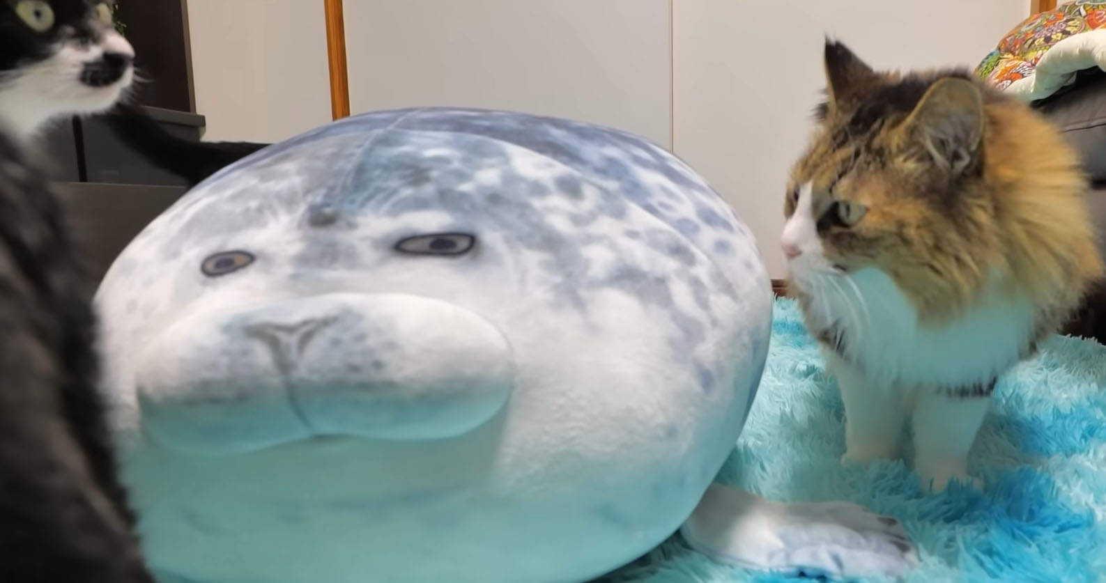 猫にあげたアザラシのぬいぐるみ→10日後…… 発見された“別の生き物”に「笑った」「顔が変わった気がする」(1/3) | 猫 ねとらぼ
