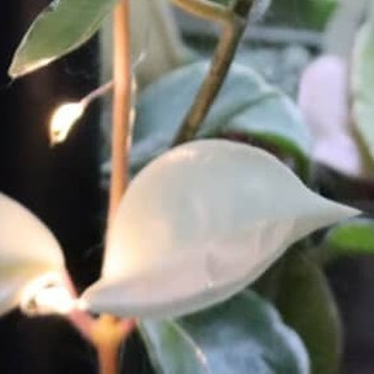 5年間おんなじビジュアルだった観葉植物→突然……目を疑う大変身に「うわあぁぁ」「えー!知らなかった!」(1/3) | ライフスタイル ねとらぼ