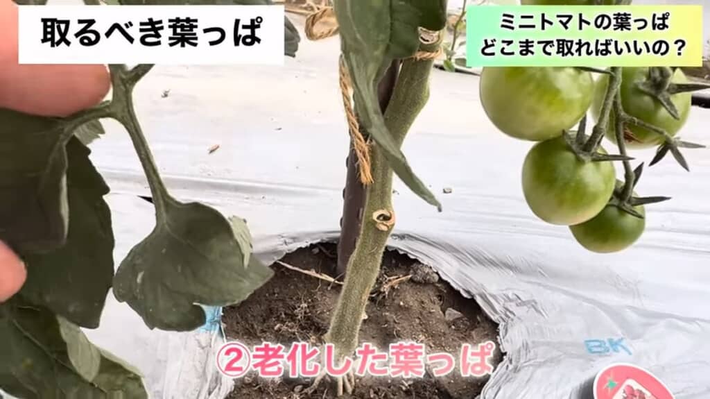 茶色くなった葉をつみ取った痕跡