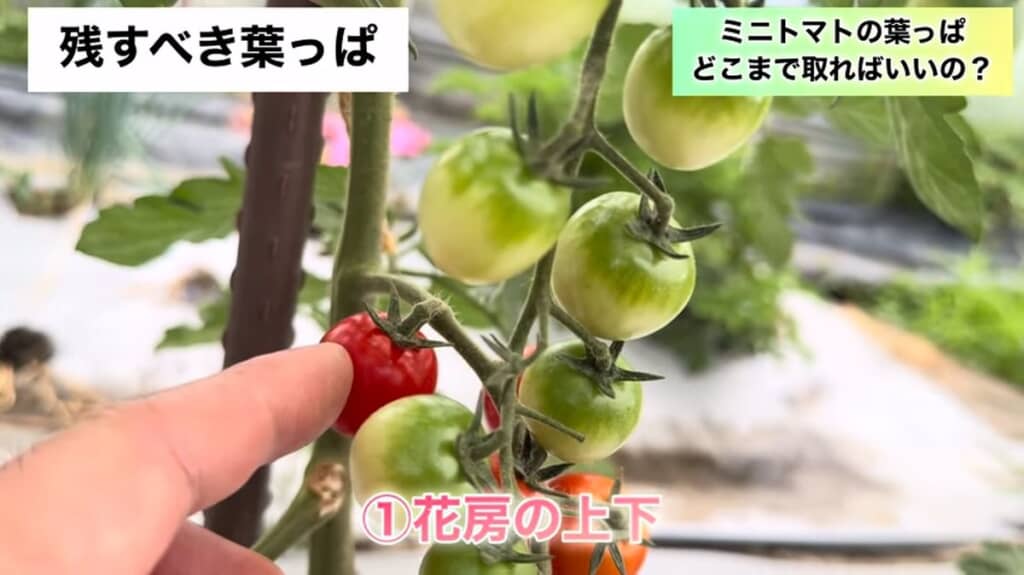 花房に成っている実と上下の葉