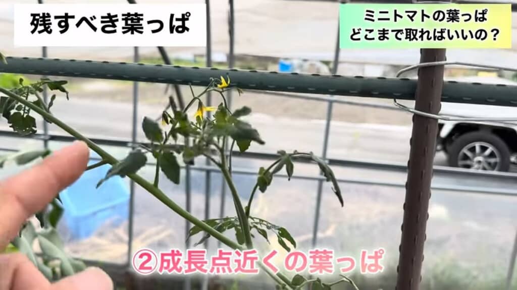 ミニトマトの株の先端