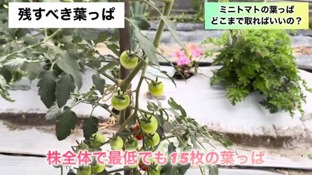 株全体で最低でも15枚は葉を残す