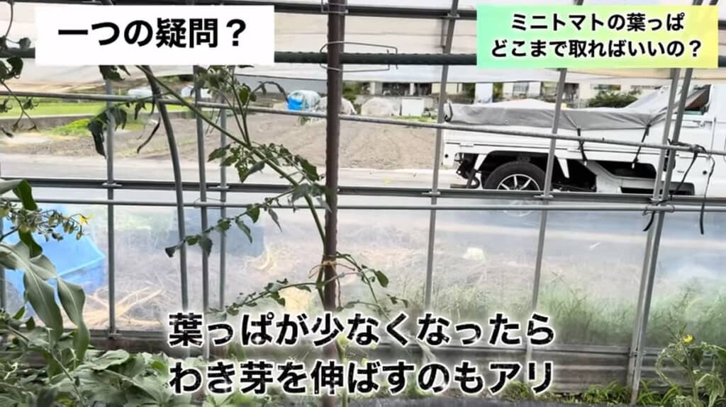 株に生じた脇芽をあえて残す