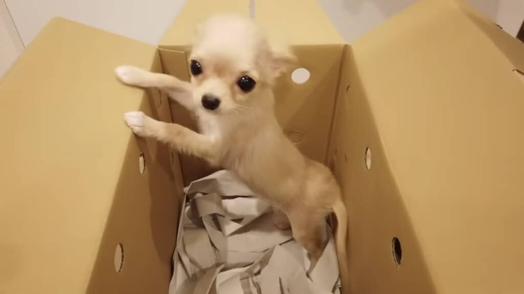 お迎え初日のニコちゃん