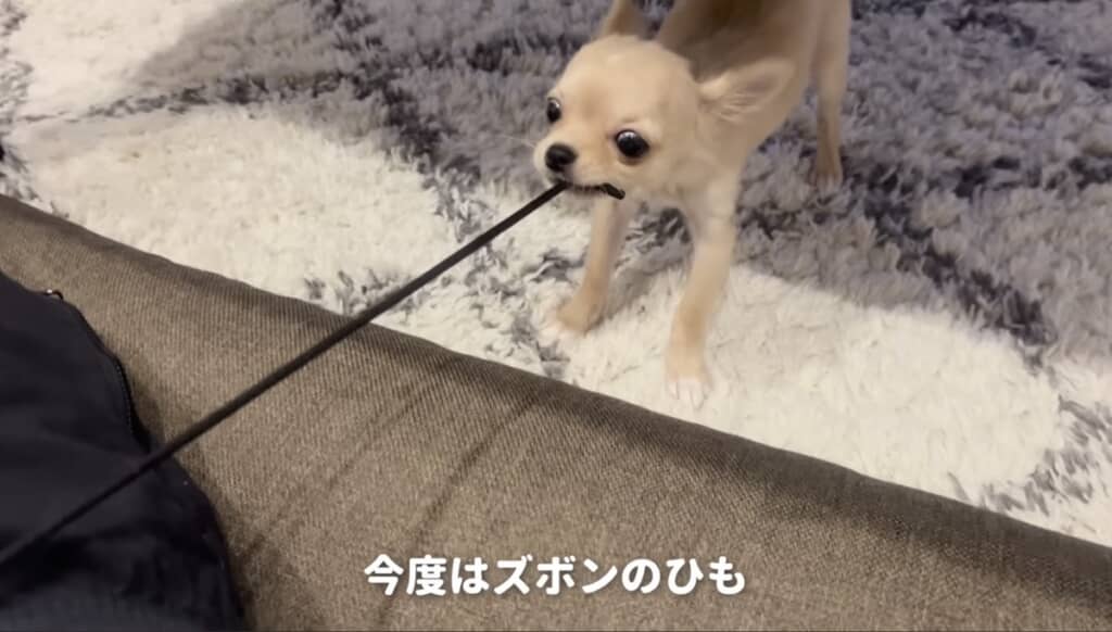 パパのものには何でも興味津々