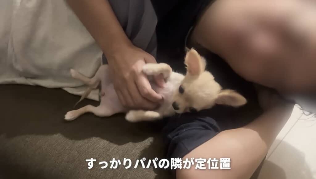 お腹を見せてリラックス