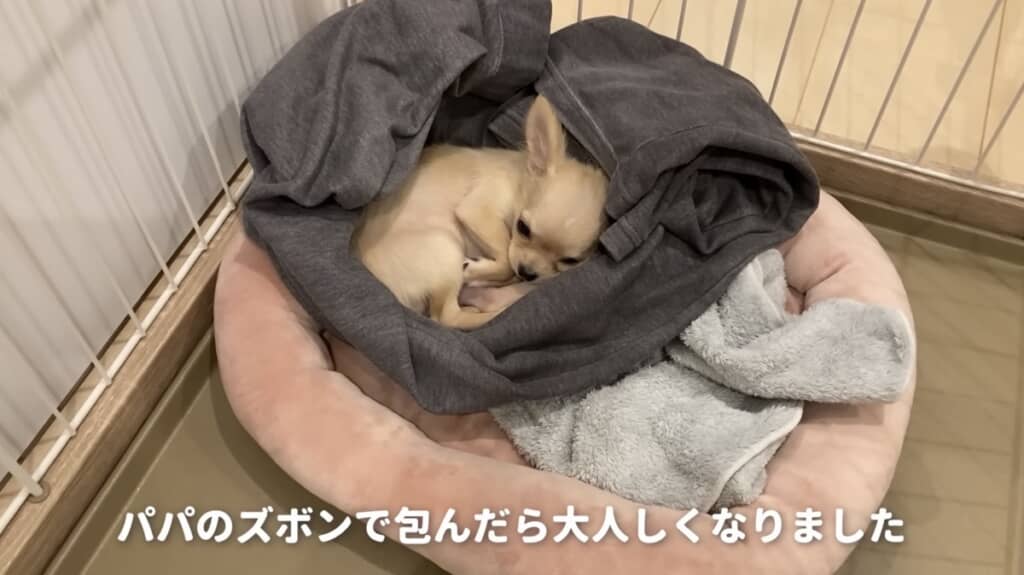 大好きなパパの匂いで落ち着きます