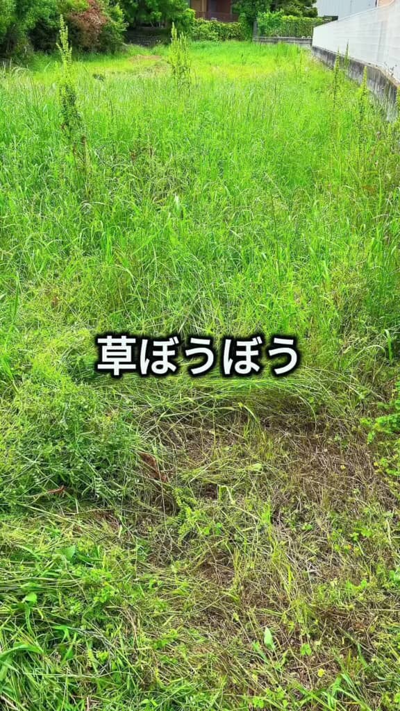 長く伸びた草に覆われている荒れ地
