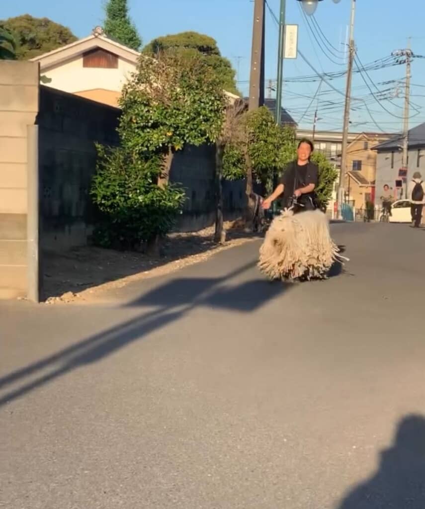 ボリューム満点の毛をなびかせていました