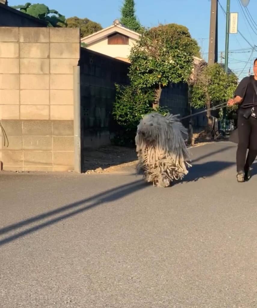 自由気ままに歩くリツちゃん