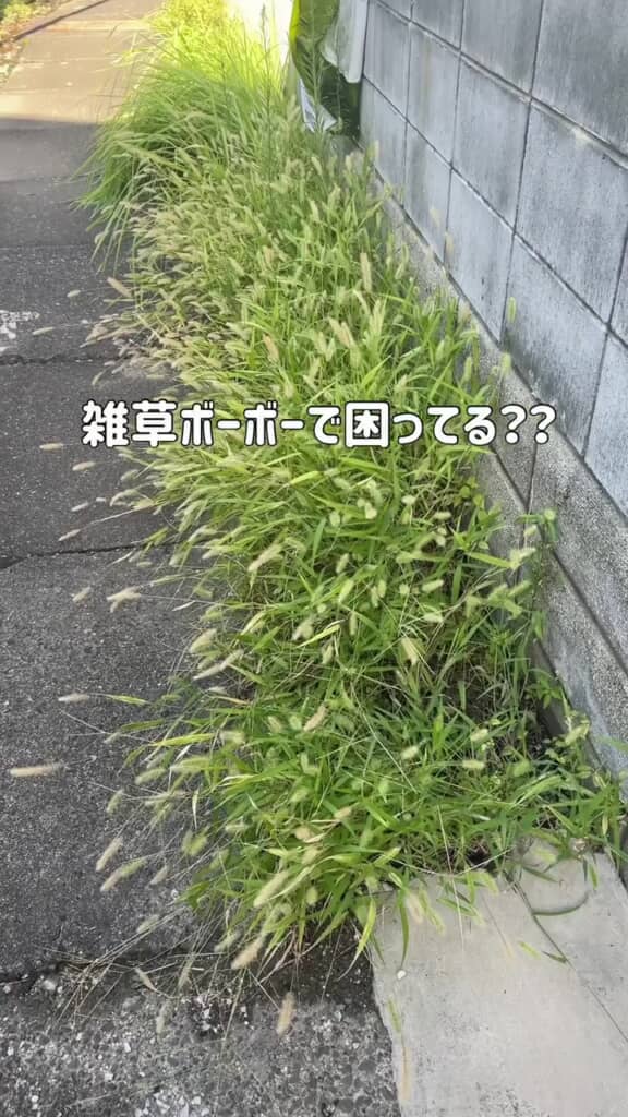 ブロック塀の際にたくさん生えている雑草