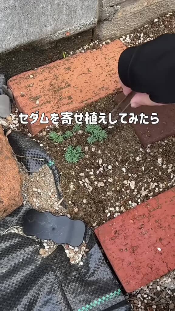 レンガと土のスペースにセダムを寄せ植え