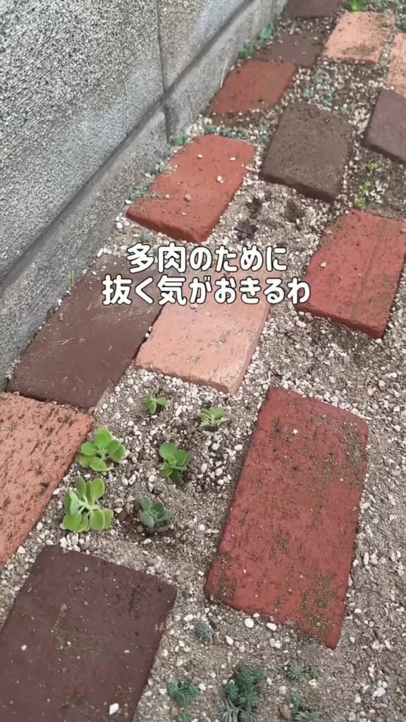 植えたばかりの小さなセダム