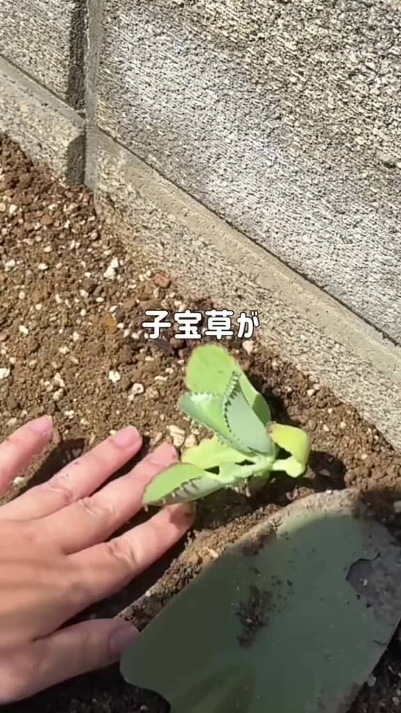 植えたばかりの子宝草