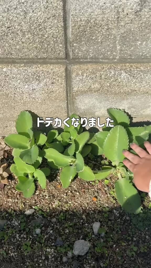 2カ月後の子宝草