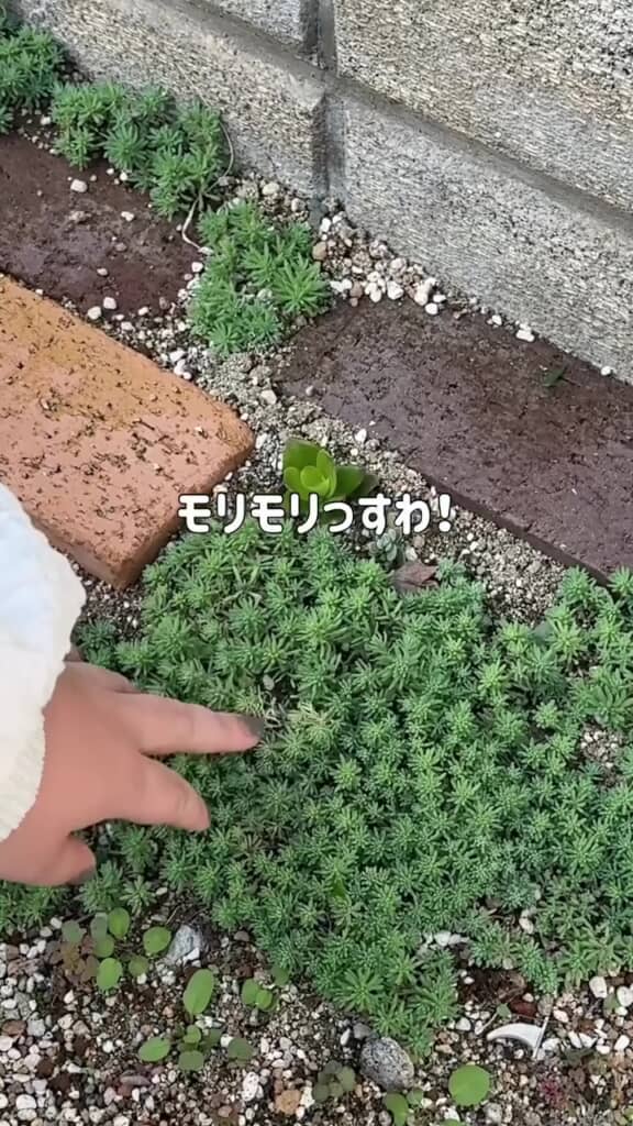 数を増やして地面を覆ったセダム