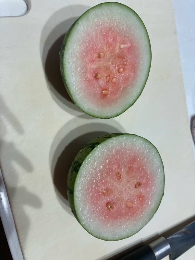 収穫には早すぎたスイカ