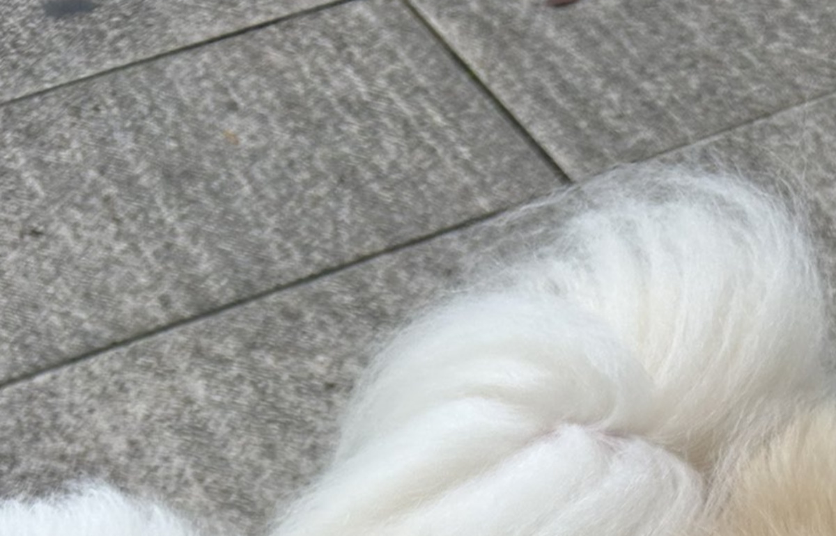 愛犬たちとペット可の食堂へ→ふと伝票を見ると……「また行こう」　“神対応”に「近くにあったら通いますね」（1/2） | 犬 ねとらぼ