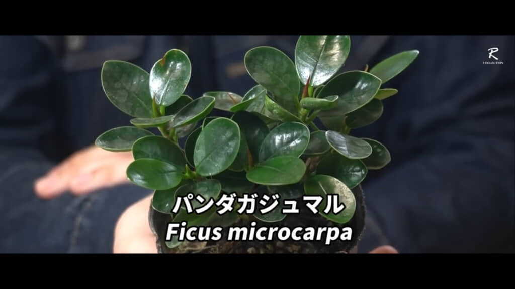 葉が丸くてツヤツヤしているパンダガジュマル