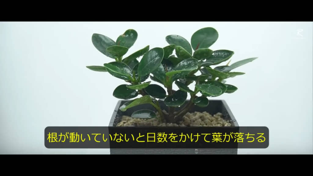 うまく育てられれば、かわいらしい見た目に癒やしをもらえそうです