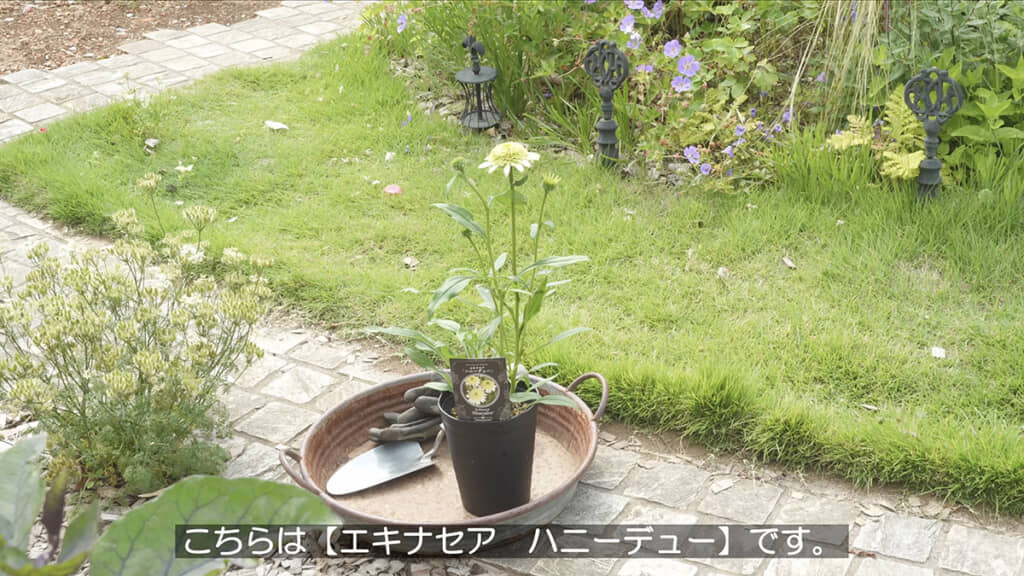エキナセア ハニーデュー