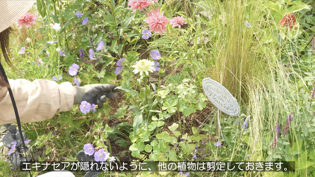 しっかり日が当たるように注意しながら植えます