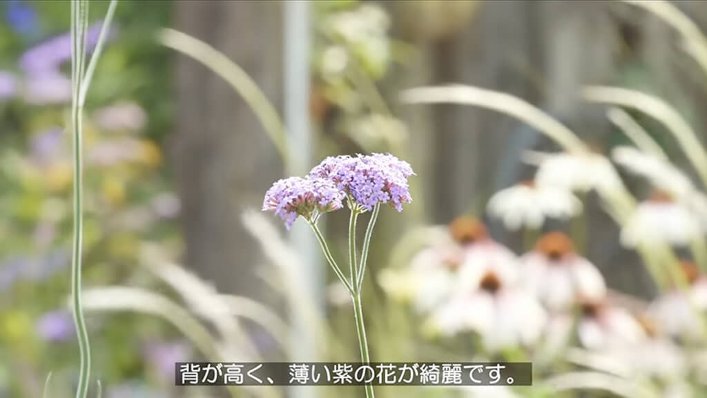 バーベナ ボナリエンシス バニティ