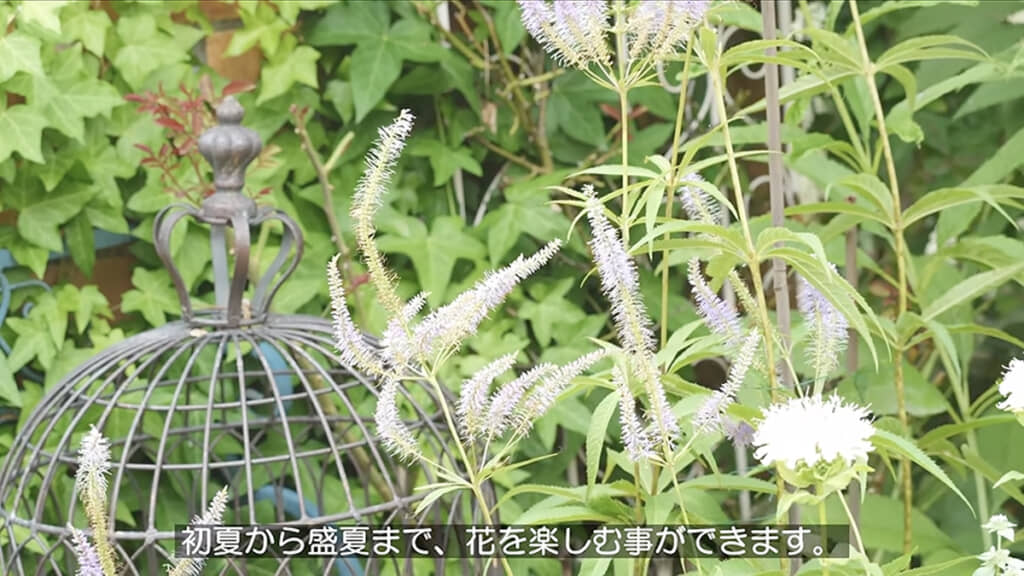 クガイソウ ファシネーション