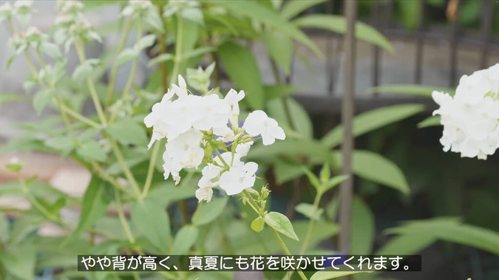 フロックス ホワイト