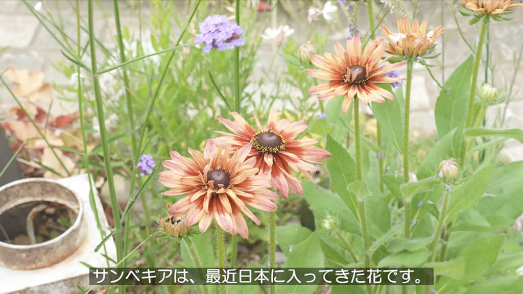 サンベキア グラフィティピーチ