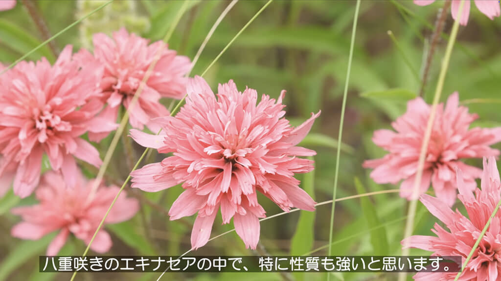 エキナセア ミニベル