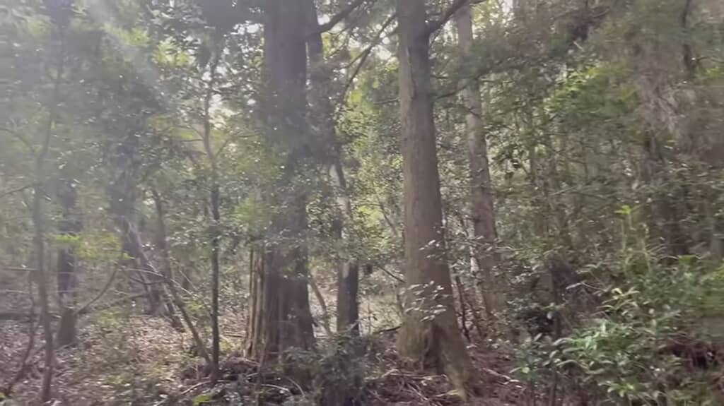 周辺に生えている木