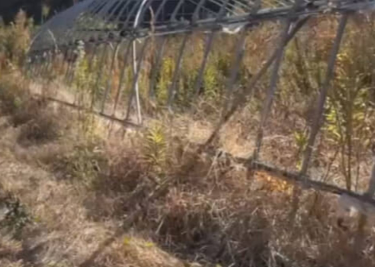雑草まみれで放置された畑を1人で借りた女性→コツコツ整備して、2年後……「すげぇすげぇ！」　“衝撃の変化”に「たった2年とは」（1/2） | ホビー ねとらぼ